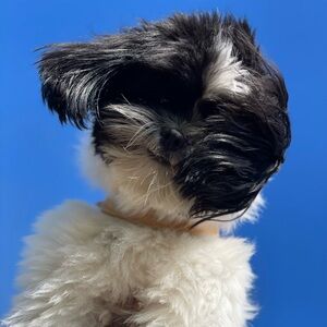 This is a flyer, not for sale! And this photo is also not for sale ;P